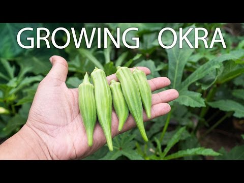 How To Grow Okra (Clemson Spineless) In Raised Beds