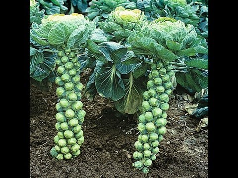 How To Grow Brussels Sprouts Pruning & Trimming #64 Heirloom Organic Vegetable Garden
