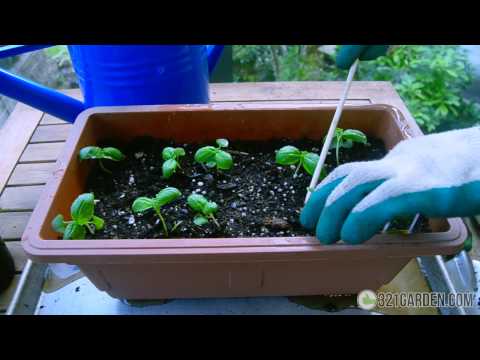 Secrets to Planting Basil at Home  (Complete Guide)
