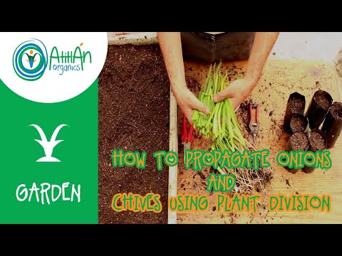 How To Propagate Onions and Chives Using Plant Division