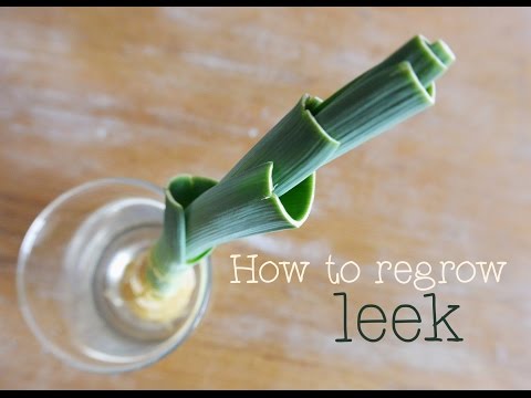 How to regrow leek? Tutorial to show you how to re grow a leek