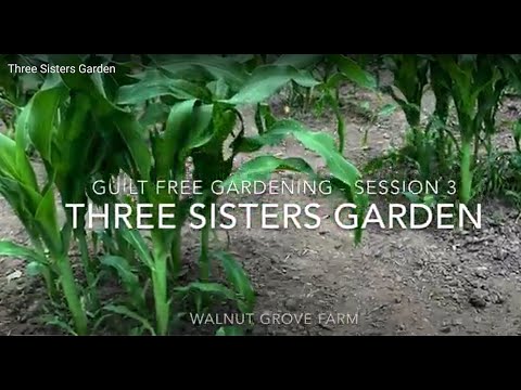 Three Sisters Garden