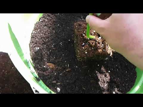 Ghetto Gardening 2 - planting tomatillo in container