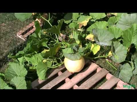 Simple Tip For Growing Bigger Pumpkins