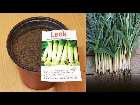 how to grow Leeks from seeds at home