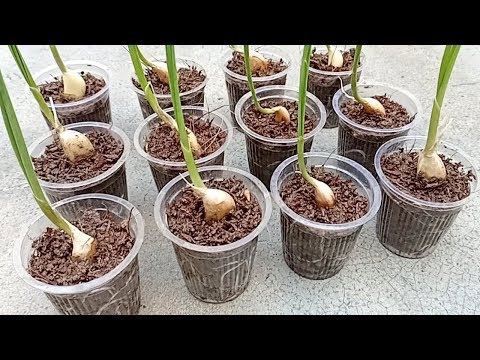 How to grow garlic easily in small pot | Easy and best garlic growing ideas