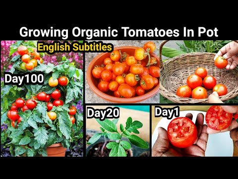 How To Grow Tomatoes From Tomato : 100 Days Updates : Easiest Method Ever