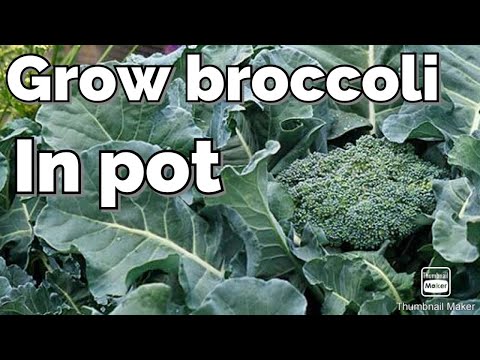 How to grow broccoli in pot ( seed to harvest )