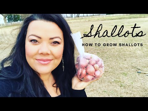 How to Grow Shallots ?? Gardening