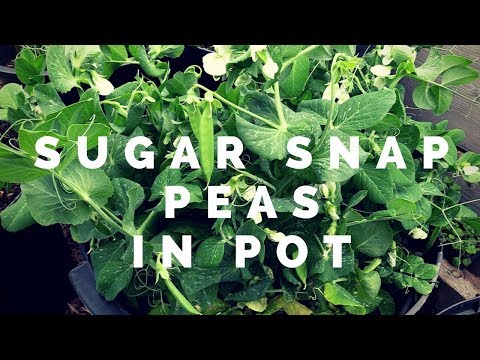 Grow sugar snap peas in pots