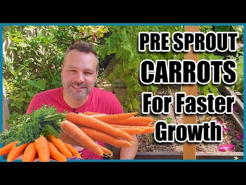 How to Grow Carrots! Best way to Pre sprout Carrot Seeds.