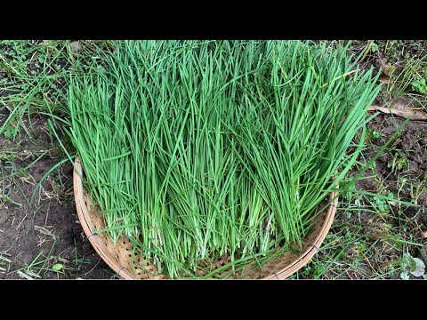 Chive Plant Harvest || Garlic Chive Harvesting || How To Cut Chinese Chive