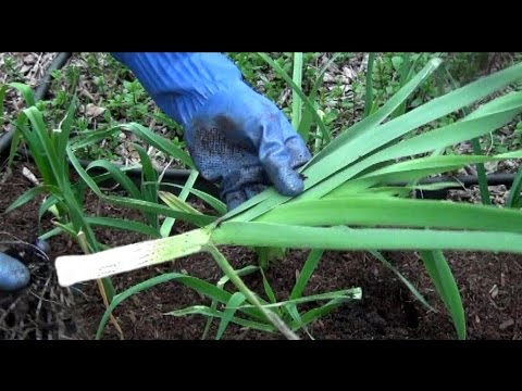 Growing Leeks