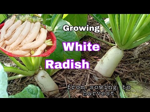 How to grow White Radish from seeds at home / Grow and Harvest white radish by NY SOKHOM