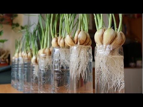 Growing garlic - a new method that gardeners forget | Planting garlic - new method of gardeners