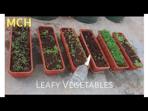 Leafy Vegetable Plantation in Vegetable Containers | Middle Class HouseWife