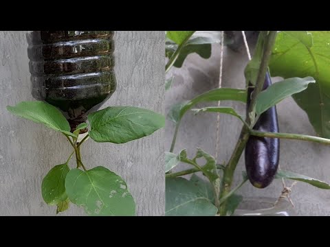 How to grow Eggplant at home | Simple idea anyone can do