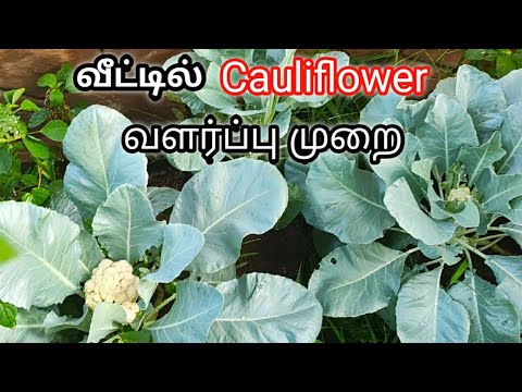 How to Grow  Cauliflower At Home in Tamil | ??????????? ???????? | Golden House In Tamil