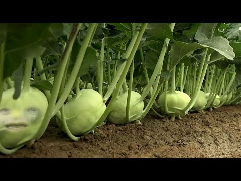 Kohlrabi Agriculture Cultivation Technology - Kohlrabi Farming and Harvesting - How to Grow Kohlrabi
