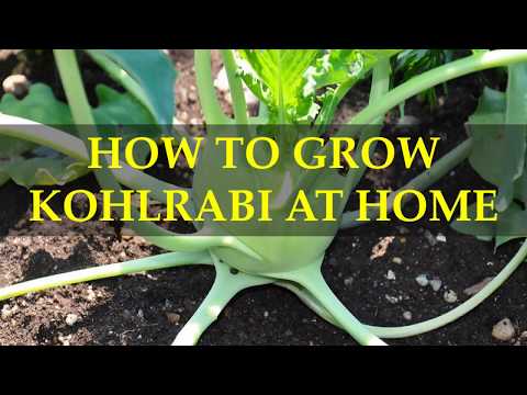 HOW TO GROW KOHLRABI AT HOME