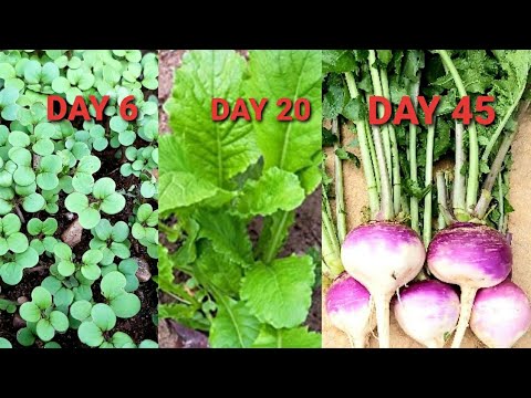 How To Grow Turnips | How To Grow Lots Of Turnips From Seeds To Harvest | Shaljam Farming | Turnips