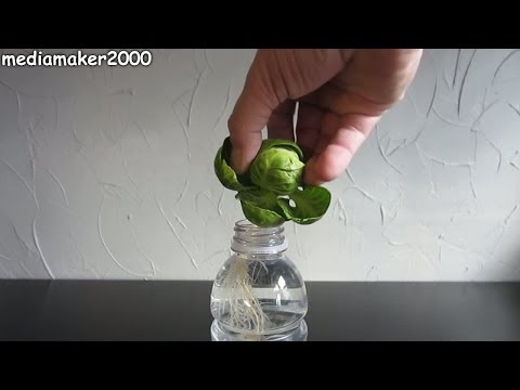 How To Regrow / Root A Brussels Sprout ?!
