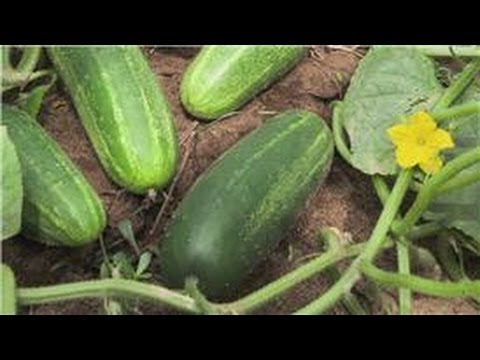 Food Gardening : How to Plant Cucumbers in a Garden