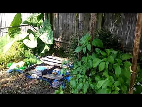 Growing Tomatillo's