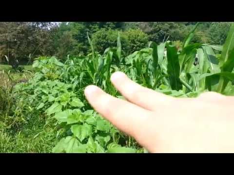 "4 Sisters Garden" - Growing Corn, Squash, Beans and Sunflowers Together / Native American Farming!!