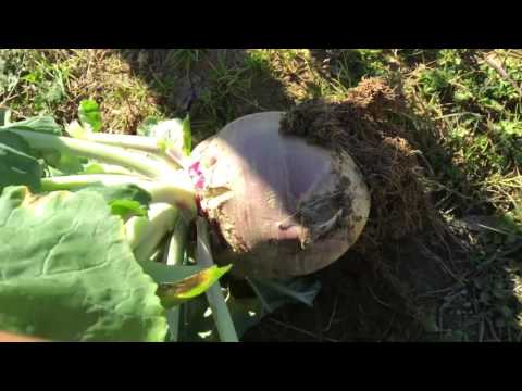 Harvesting and Growing Broccoli and Rutabagas Update