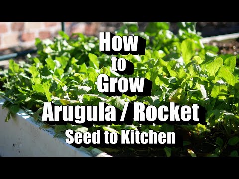 How to Grow Arugula Rocket, A Powerhouse Food! Seed to Kitchen