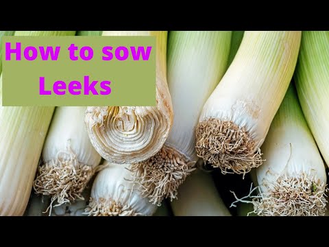 How To Sow Leek - Grow Leeks From Seeds