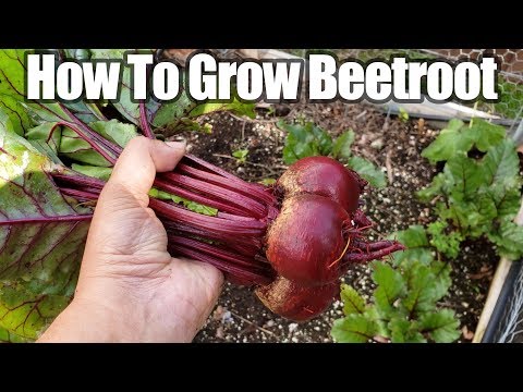 Growing Beetroot or Beets In Your Vegetable Garden - How To Grow Beet or Beetroot