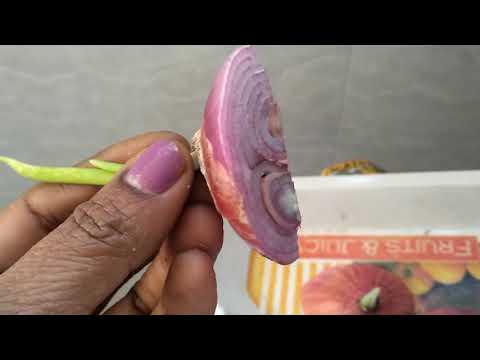 Easy Method to grow Onion plant in your garden