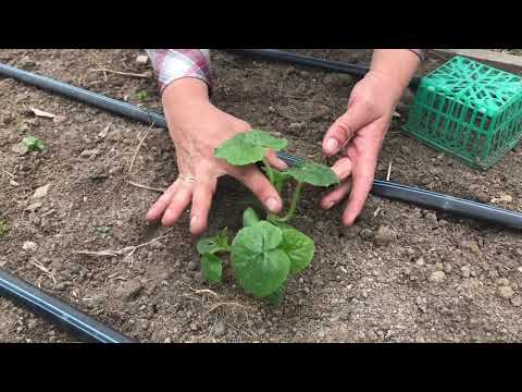 How To Grow Long Keeping Winter Squash