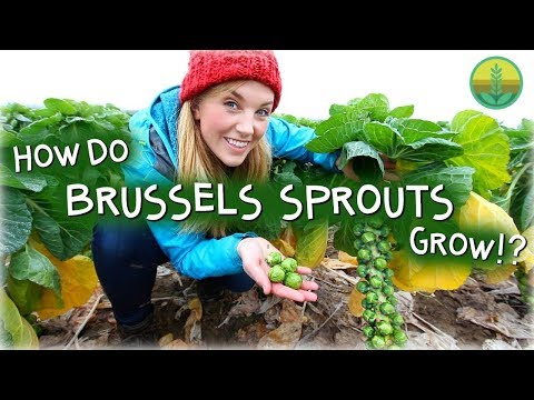 How Do Brussels Sprouts Grow? | Maddie Moate