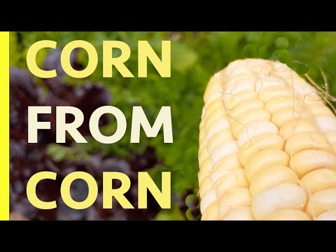 Grow CORN from an old CORN COB | Don't trash it, plant it and you will be amazed what happens next..