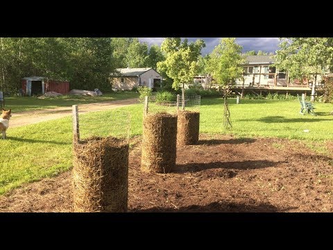 Growing Potatoes in Towers - Small Space Potato Planters