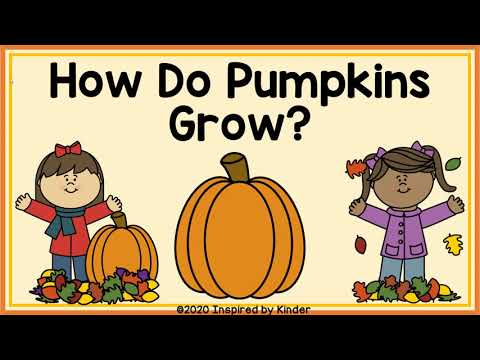 How Do Pumpkins Grow? (Pumpkin Life Cycle)