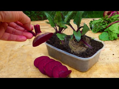 Can you regrow beets from kitchen scraps?