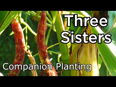 THREE SISTERS - Native American Companion Planting - Start To Finish