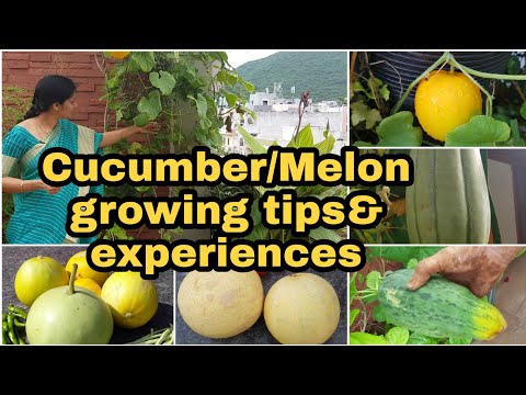 Cucumber/Melon growing tips.??? ???? ????? ???????? ????????? #gardening  #madgardener  #cucumber