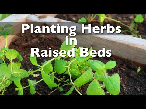 Planting Herbs in My Raised Bed Garden