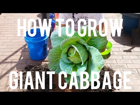 How to Grow Giant Cabbage in Containers / Complete Guide