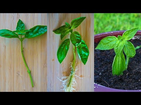 How to Grow Basil from a Cutting | Root and Propagate Basil in Water