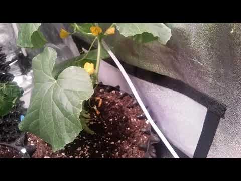 Growing Cantaloupe Indoors