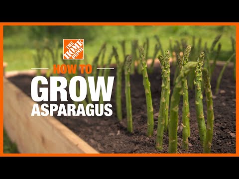 How to Grow Asparagus | Edible Gardening | The Home Depot