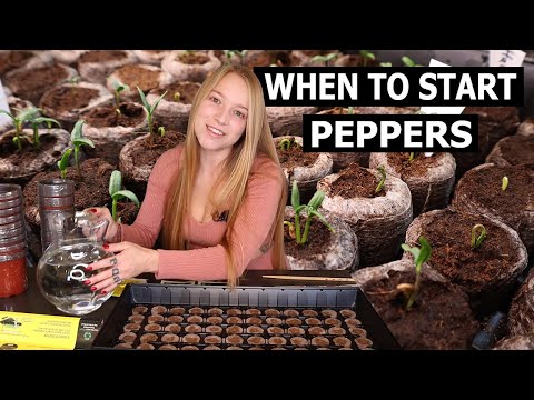 When to Start Pepper Seeds - How to Grow Peppers Early Indoors