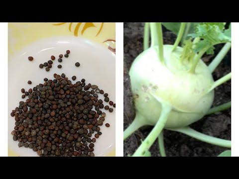 HowTo Grow Organic Ol kopi( Kohlrabi) At Home Garden // ( Seedling To Harvest)