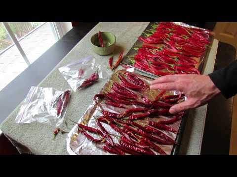 Harvesting Hot Cayenne Peppers for Drying & How to Dehydrate Them - TRG 2014